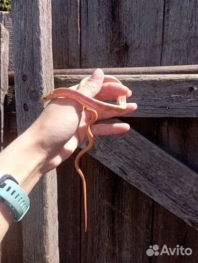 Полоз лучистый