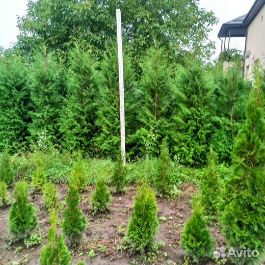 Туя Брабант