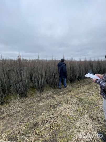 Можжевельник скальный 180-200 см