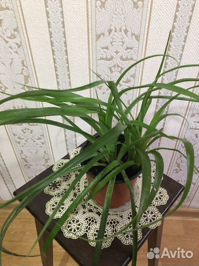 Бильбергия