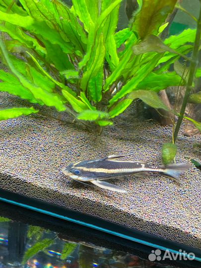 Сомик Платидорас