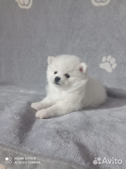 Щенки немецкого шпица