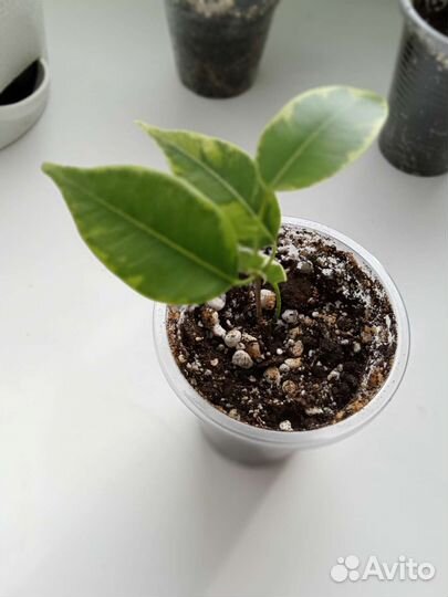 Сортовые фикусы