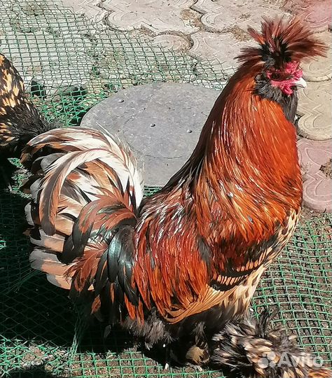 Павловские цыплята