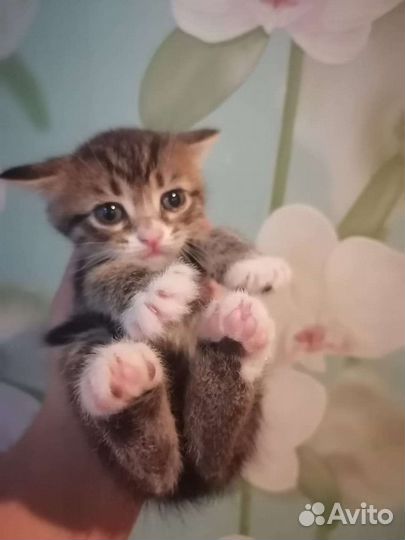 Котята в добрые руки бесплатно