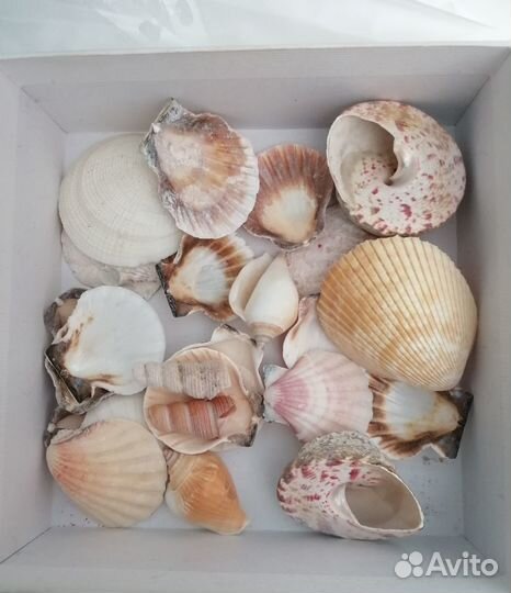 Морские ракушки крупные натуральные, 25 штук