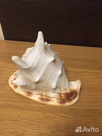 Морская раковина Кассис корнута, 22 см