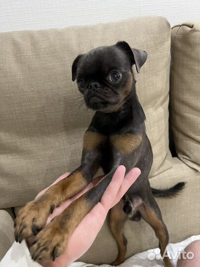 Пти брабансон вязка