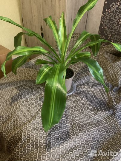 Драцена душистая