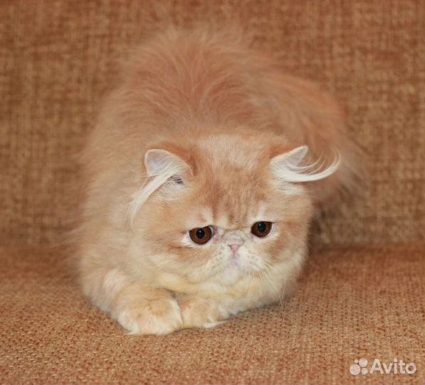 Персидский кот