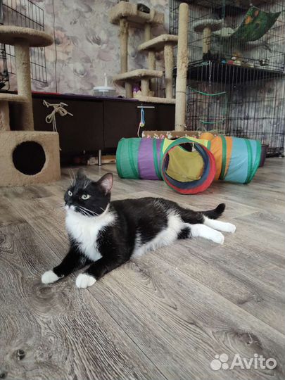 Кошка в добрые ручки