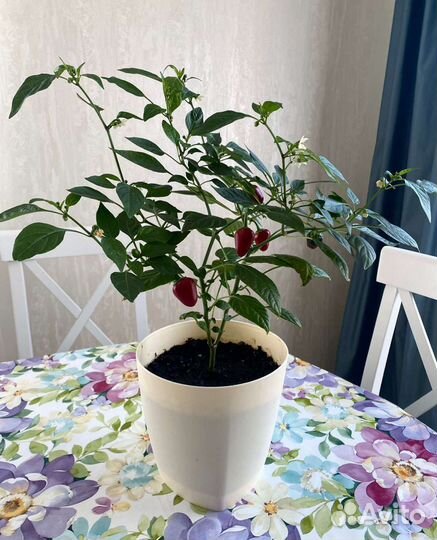 Перец кустарниковый 