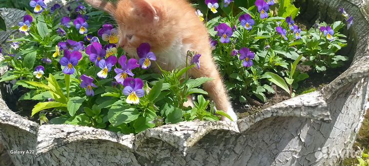 Домашние животные котята