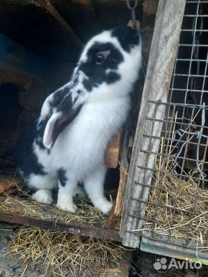 Кролики мясных пород