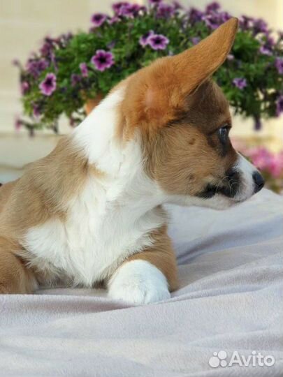 Вельш-корги