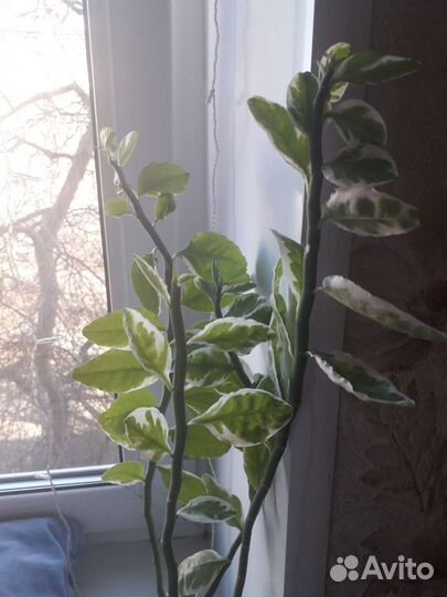 Педилантус