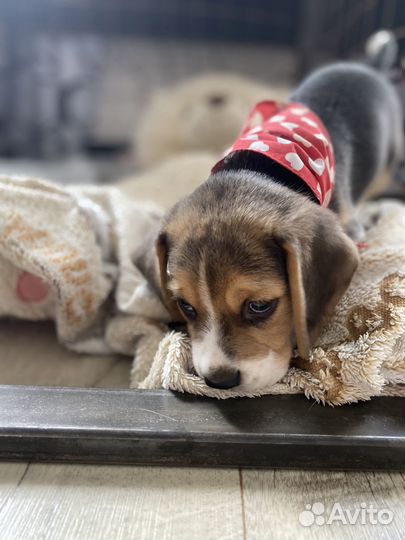 Бигль вязка