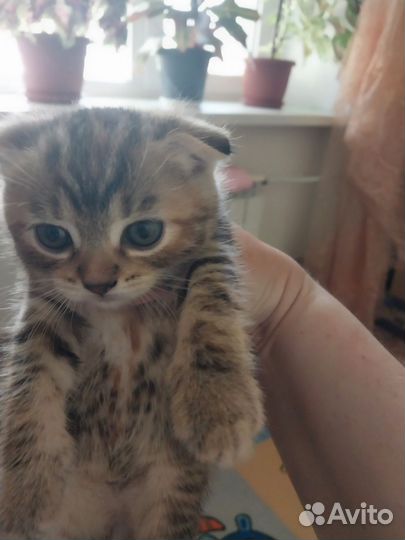 Котенок девочка британка