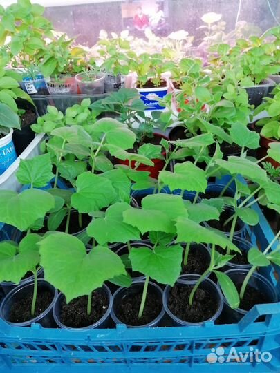 Цветы многолетники,рассада