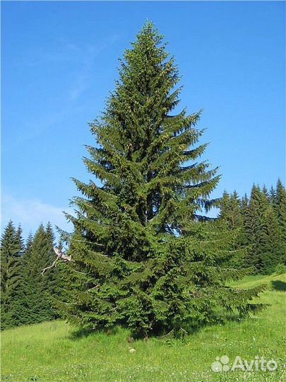 Саженцы ели