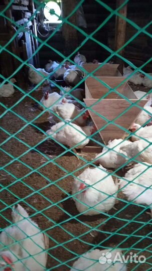 Домашнее мясо цыплят-бройлеров на конец июня