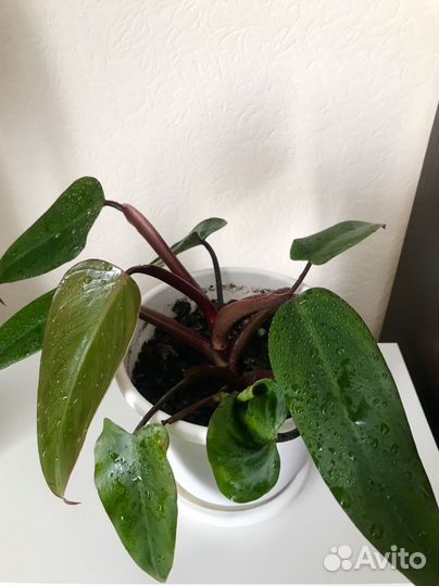 Филодендрон