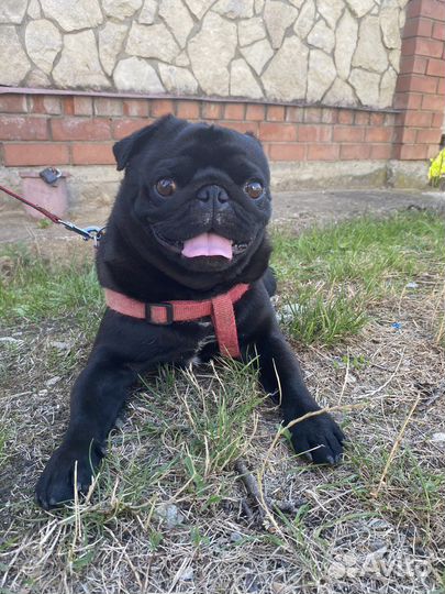 Мопс вязка мальчик