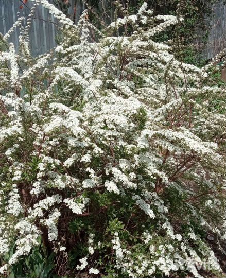 Спирея серая Греф Шейн