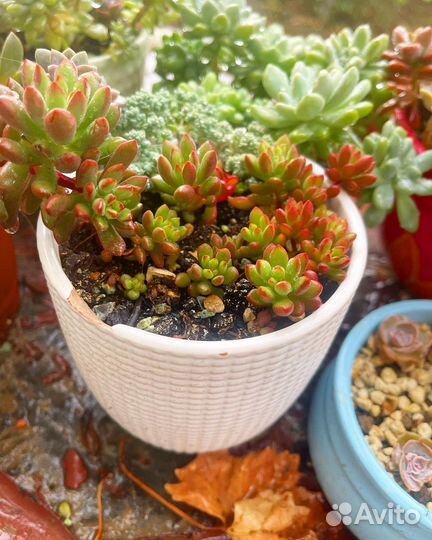 Суккуленты