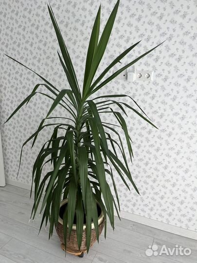 Пальма Юкка