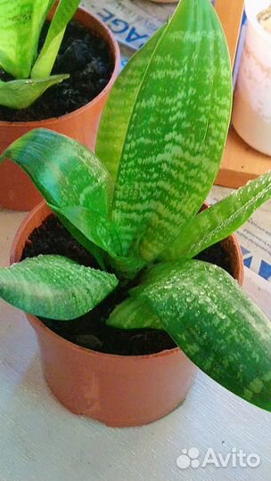 Сансевиерия ханни щучий хвост