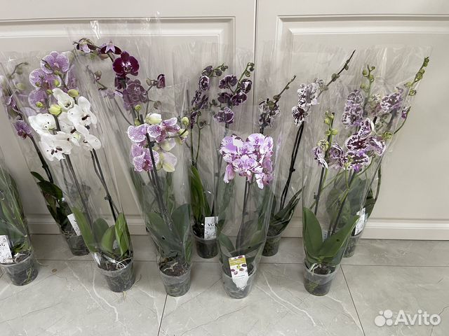 Орхидея фаленопсис