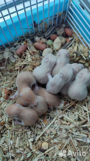 Хомяк сирийский