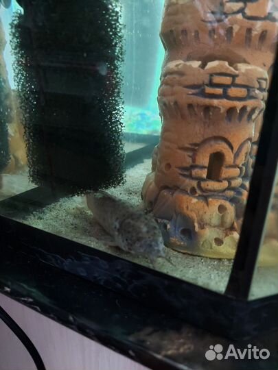 Аквариум с рыбками