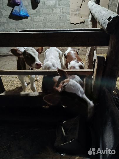 Телята бычки сементалы