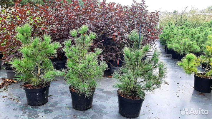 Сосна румелийская