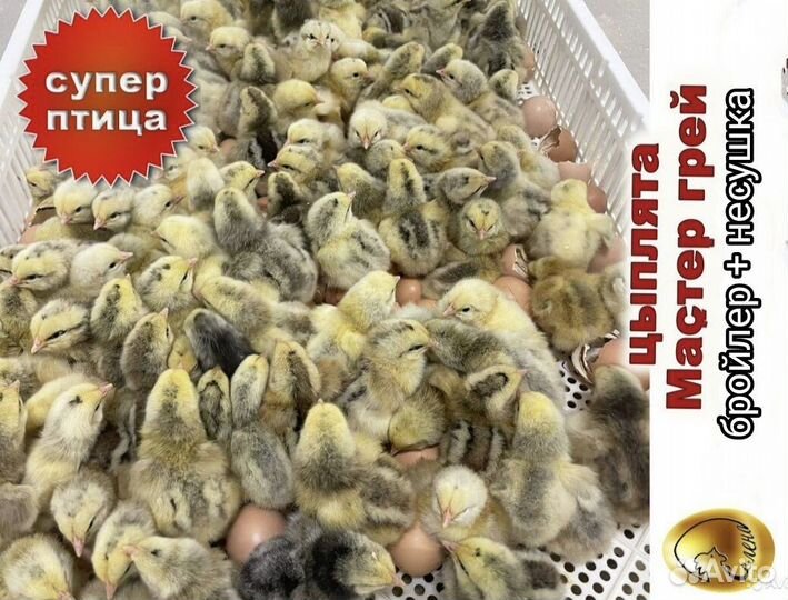 Цветной бройлер Мастер грей, Редбро 12 мая