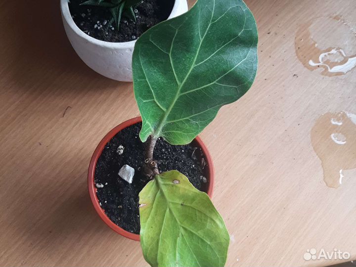 Фикусы лирата бомбино,ретуза,эластика