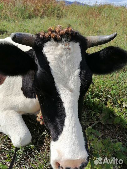 Продаю корову