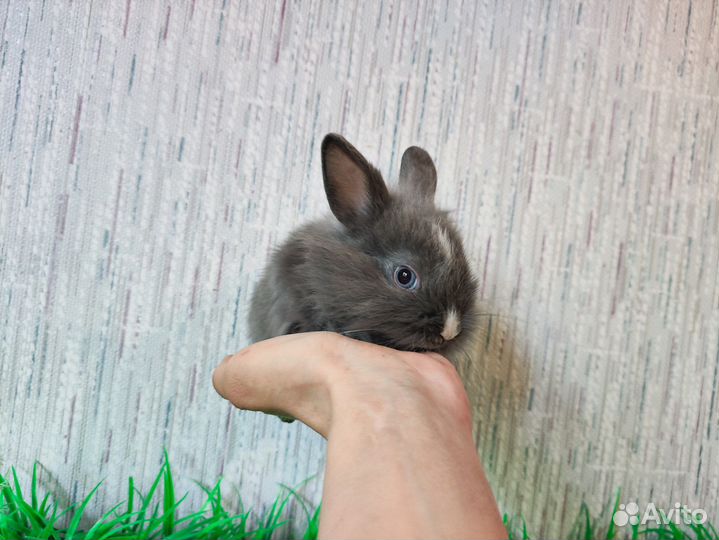 Мини карликовый кролик