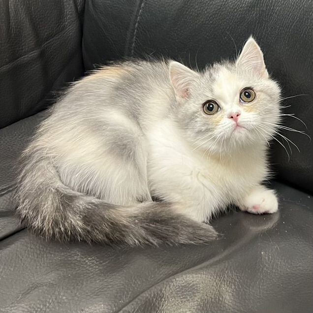 Шотландский прямоухий короткошёрстный котёнок
