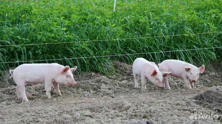 Поросята