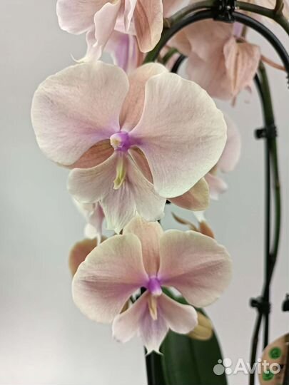 Орхидея Биг Лип Осенний Ветер два ствола