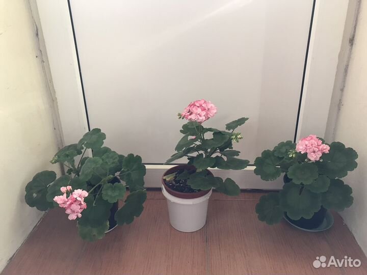 Пеларгония герань