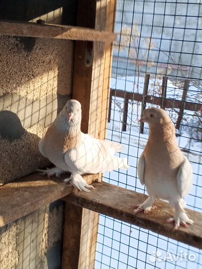 Продам голубей