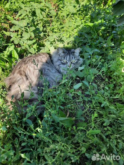 Кошка в дар