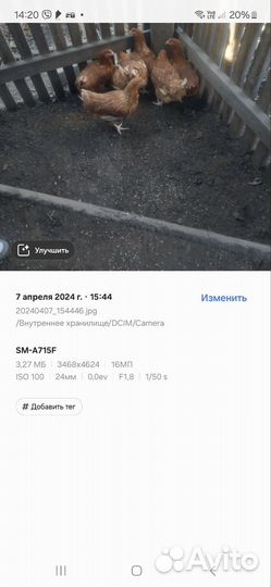 Куры несушки домашние