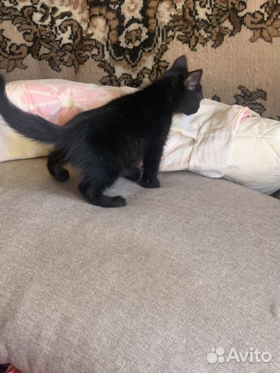 Гладкошерстные котята