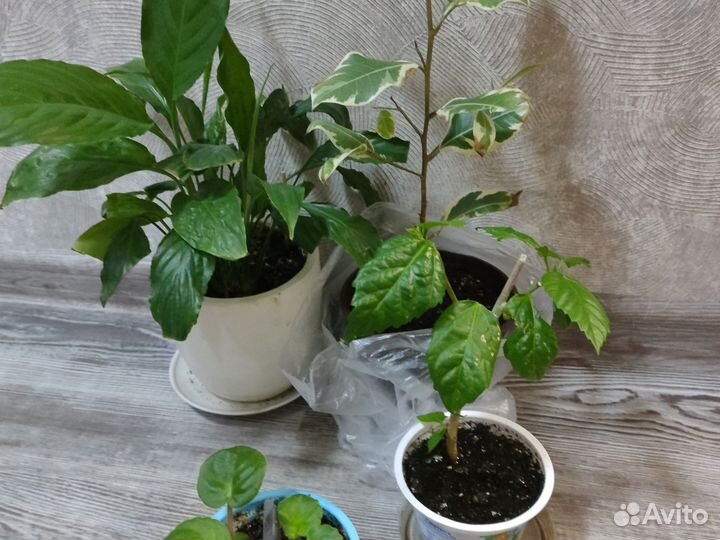 Цветы для дома