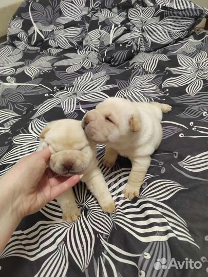 Щенки шарпея